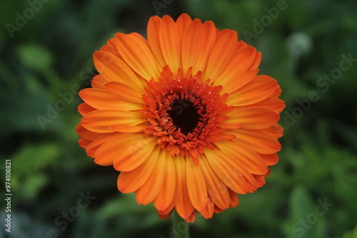  beautiful red and orange hues of Gerbera daisy flower 