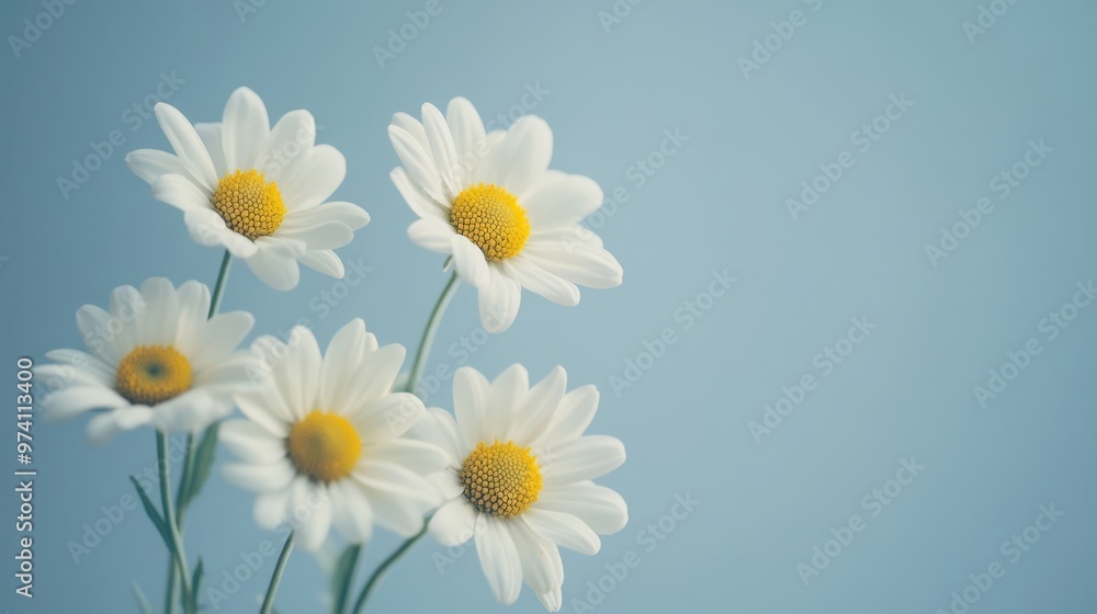 Delicate Daisies on a Light Blue Background Delicate Daisies on a Light Blue Background