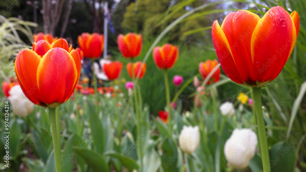 Two orange red tulips in focus, with many other flowers blurred in background. Two orange red tulips in focus, with many other flowers blurred in background.