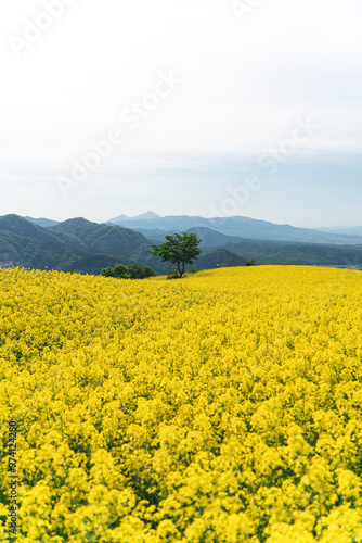 三ノ倉高原の菜の花畑と一本の木