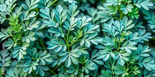Delicate, bluish-green leaves of the rue herb plant, also known as Ruta graveolens, sprawl out in a whimsical