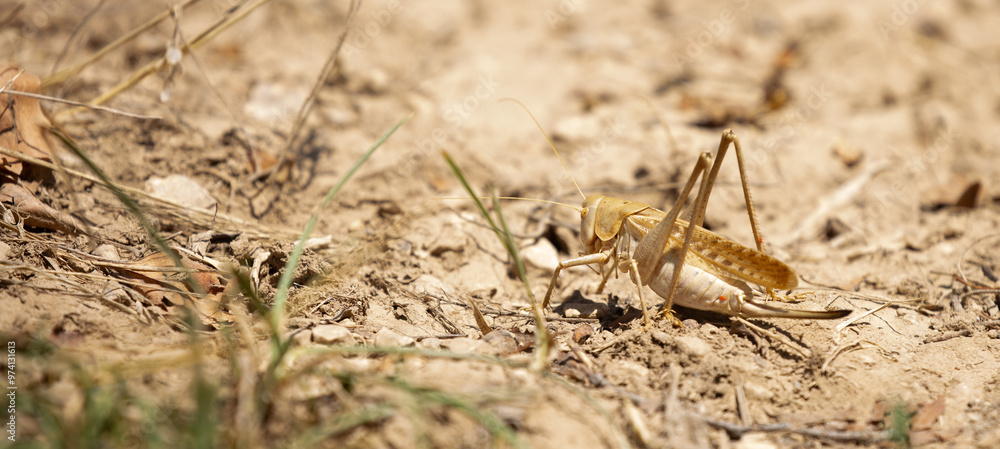 Locust close-up on plants. Locust invasion of agricultural fields. Exotic food of Asia. Locust close-up on plants. Locust invasion of agricultural fields. Exotic food of Asia.