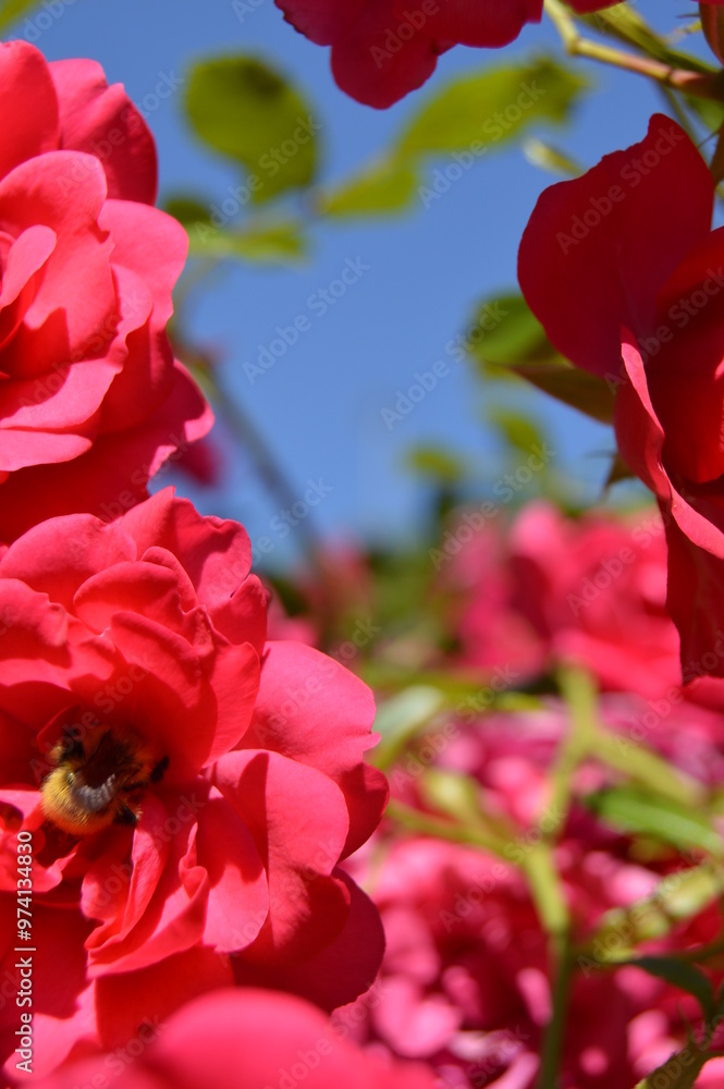 Obraz premium Rose accompanied by a bee