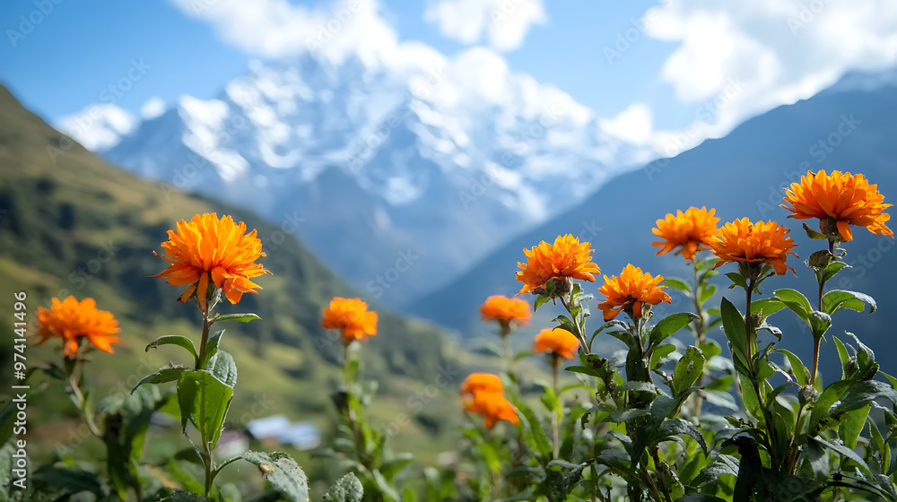Obraz premium A close-up of vibrant flowers from a medicinal plant native to the Himalayas, set against a backdrop of snow-capped mountains 