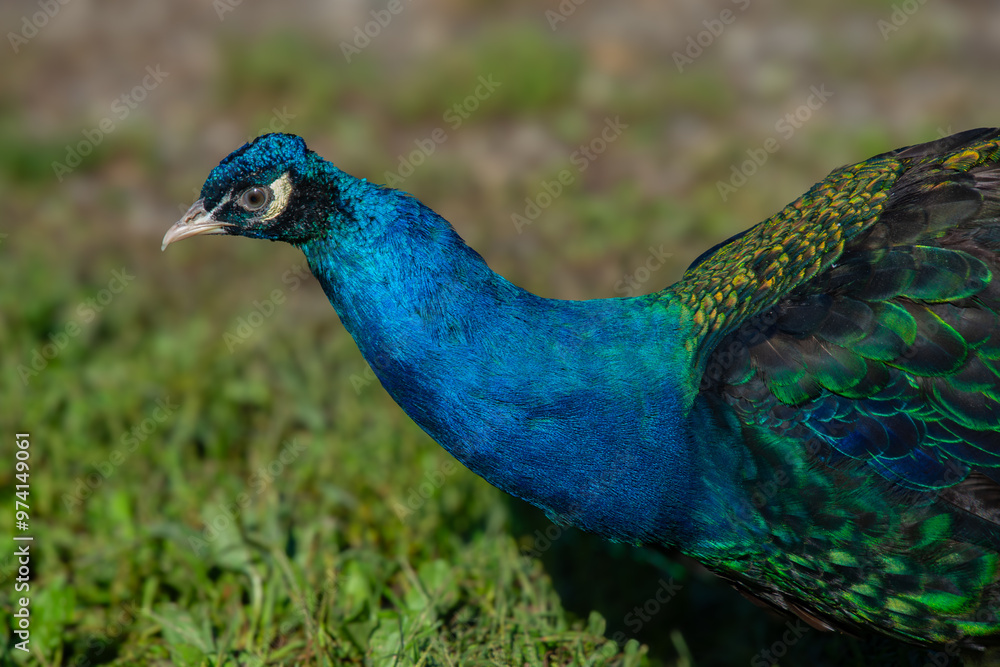 Obraz premium Pretty male peacock showing his colors on a Canadian farm