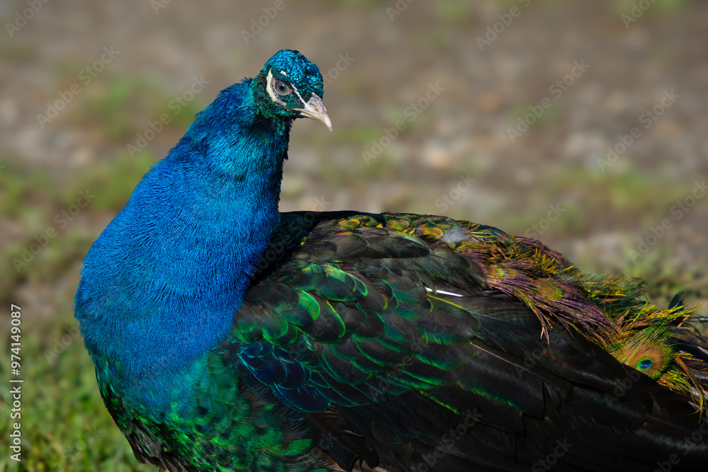 Pretty male peacock showing his colors on a Canadian farm Pretty male peacock showing his colors on a Canadian farm
