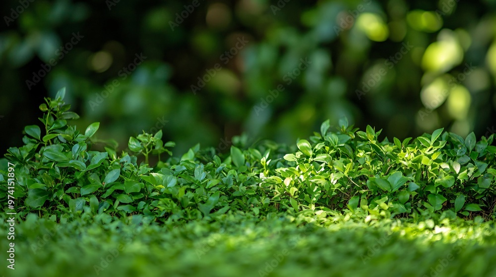 Lush Green Foliage with Bokeh Background. Lush Green Foliage with Bokeh Background.