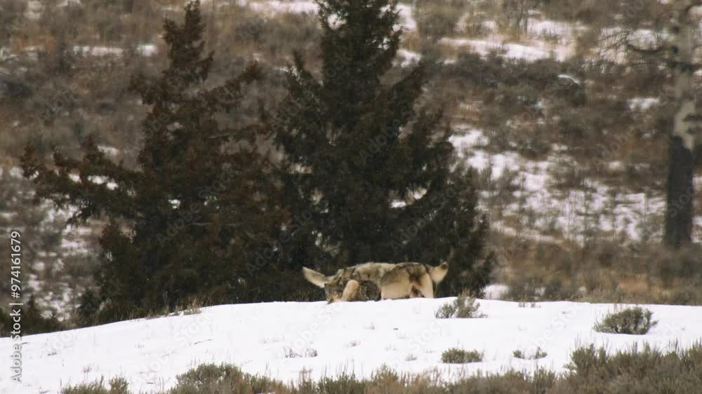 Wolves in Yellowstone Wolves in Yellowstone