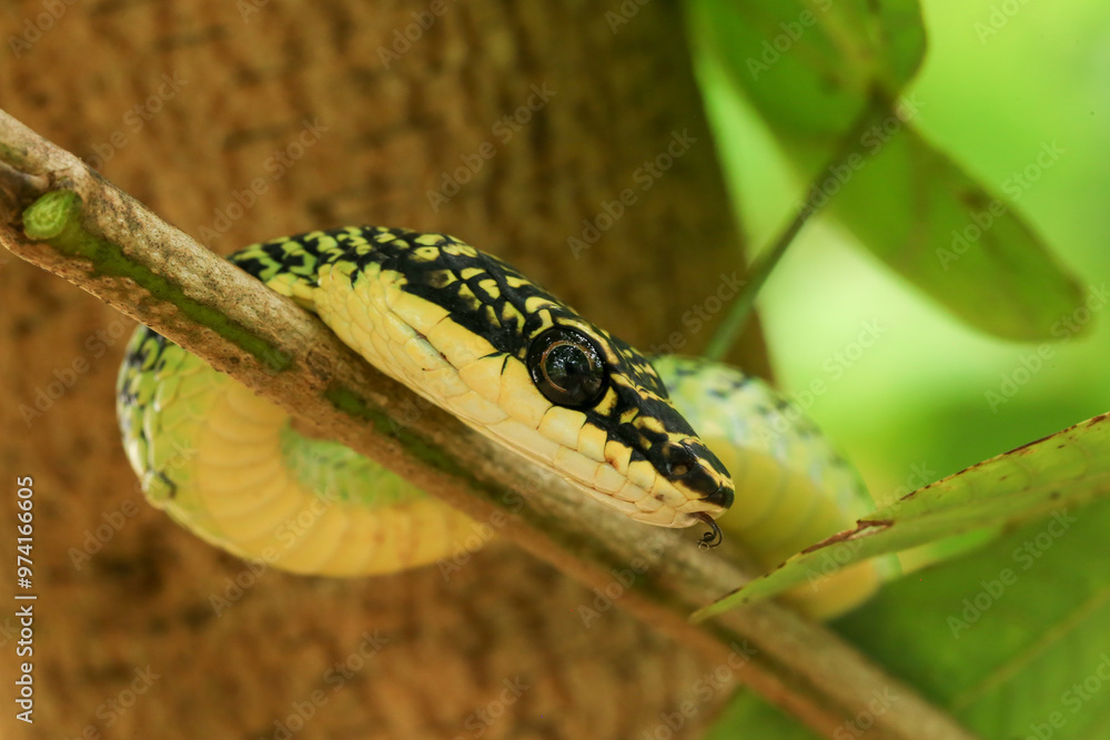 Obraz premium Close-up of the green snake ,Golden Tree Snake&nbsp;(Chrysopelea ornata)&nbsp;in the nature