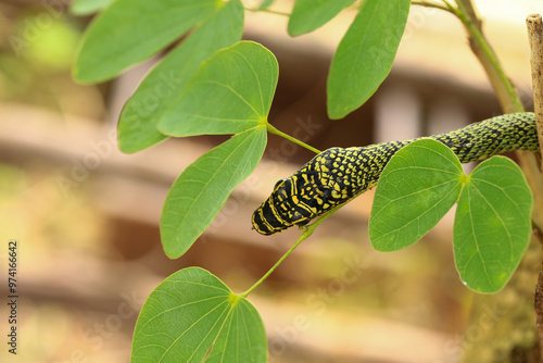 Close-up of the green snake ,Golden Tree Snake (Chrysopelea ornata) in the nature photo