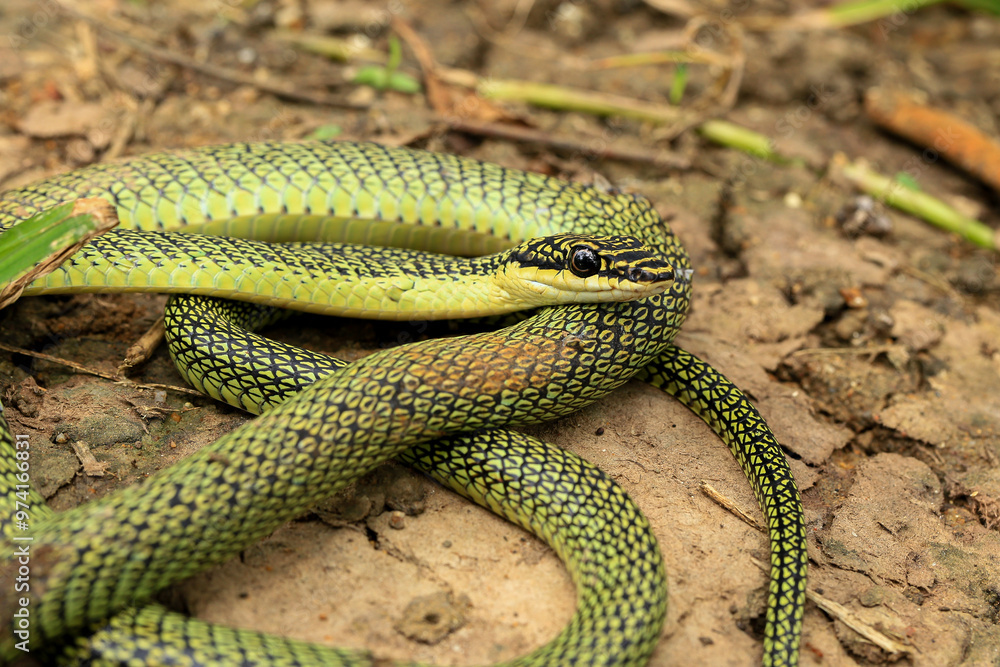 Fototapeta premium Close-up of the green snake ,Golden Tree Snake&nbsp;(Chrysopelea ornata)&nbsp;in the nature