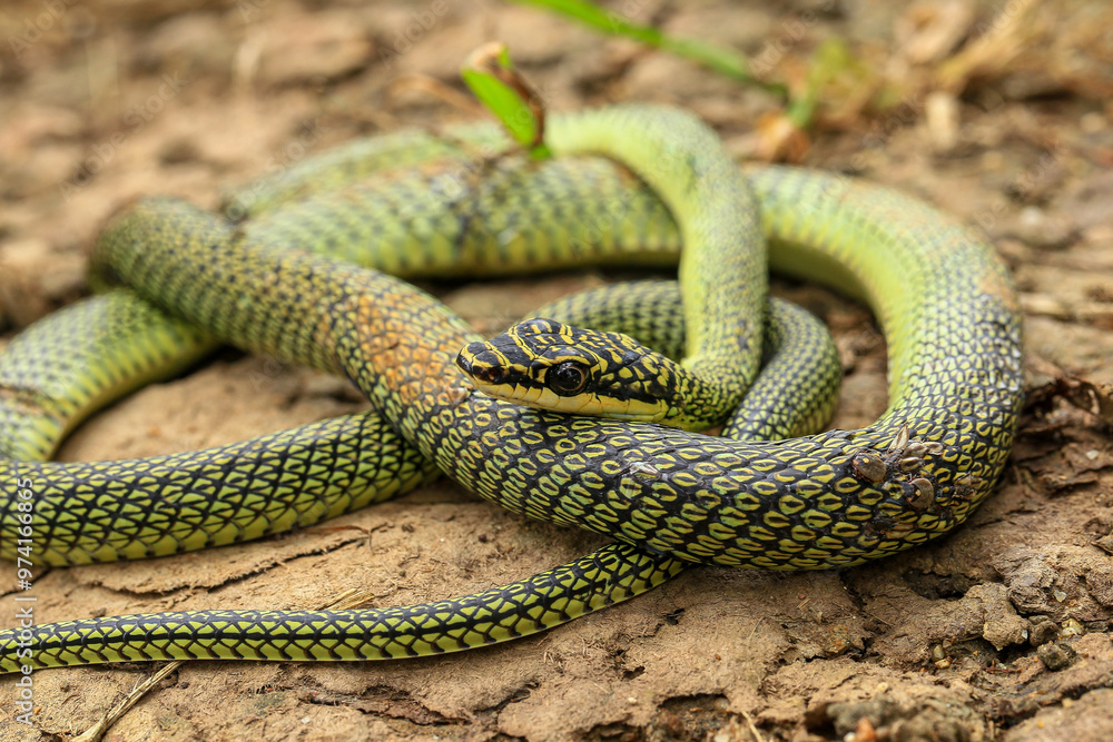 Obraz premium Close-up of the green snake ,Golden Tree Snake&nbsp;(Chrysopelea ornata)&nbsp;in the nature