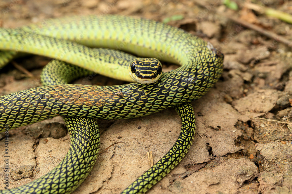 Fototapeta premium Close-up of the green snake ,Golden Tree Snake&nbsp;(Chrysopelea ornata)&nbsp;in the nature