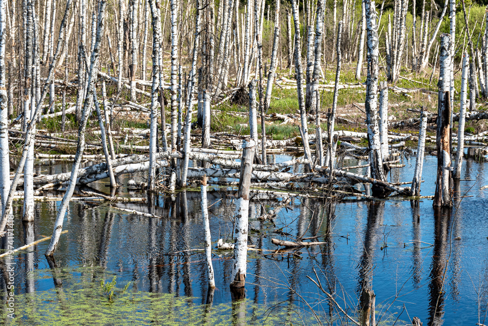 landscape with white birch trunks, flooded forest, wet birch grove, dead trees