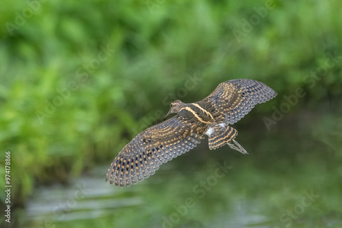 Greater Painted-snipe (Rostratula benghalensis)  in flight open wings back view with a green depth of field background.