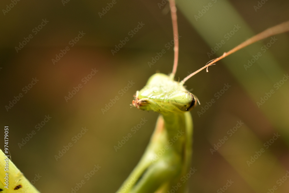 Portrait of a green praying mantis with a wound on one eye. Portrait of a green praying mantis with a wound on one eye.