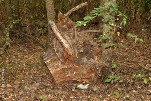 A stump from a felled tree lies between the trees.