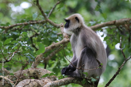 Langur in the jungles of Kabini, India