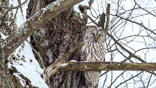 The owl (strix uralensis) hides high in a tree.