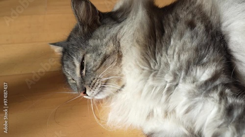 fluffy domestic cat lazily lies on parquet floor in room, in sun rays