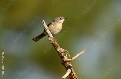 curruca posa en una rama