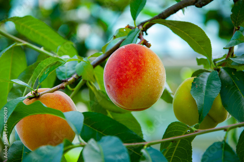 Health and diet. Summer harvest. Harvest in autumn orchard. Peach tree. Orchard with ripe peach on branches. Peach trees full of fruit. Peach orchard in morning. Autumn fruit farming. Agribusiness