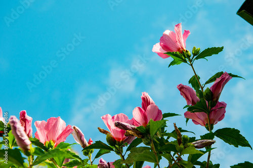 Summer hibiscus in bloom. Blossoming hibiscus flower. Nature beauty. Hibiscus flower flowering in the garden. Flowering hibiscus flower. Nature of flower. Copy space