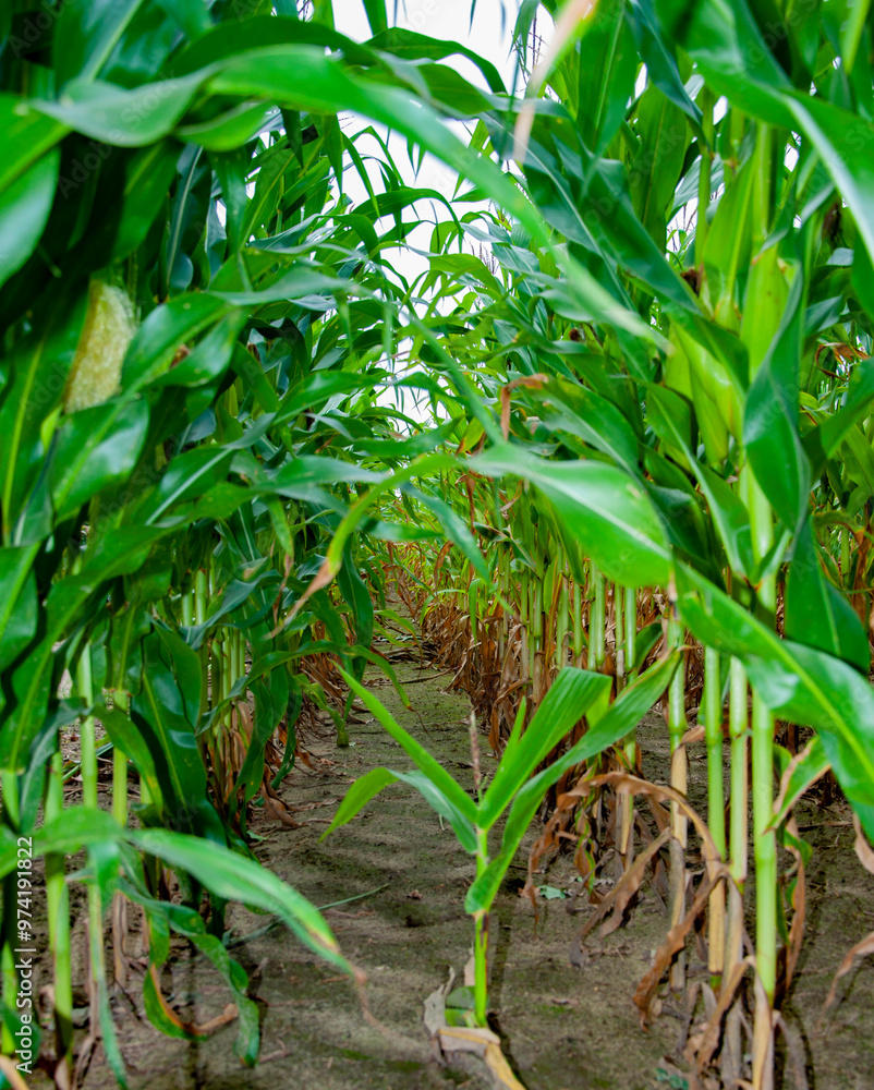 Field of corn. Maize crop harvest. Agriculture and harvesting in farm. Corn crop. Maize harvest farming. Cultivation. Organic maize field. Corn crop harvest in village. High-yield crop Field of corn. Maize crop harvest. Agriculture and harvesting in farm. Corn crop. Maize harvest farming. Cultivation. Organic maize field. Corn crop harvest in village. High-yield crop