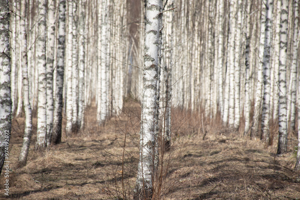 Fototapeta premium spring landscape with white birch trunks, trees without leaves in spring