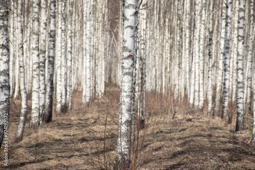 spring landscape with white birch trunks, trees without leaves in spring