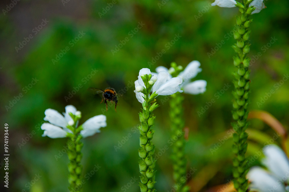 Fototapeta premium Bumble bee fly. Bumblebee on Physostegia dragonhead flowering flower in nature outdoor