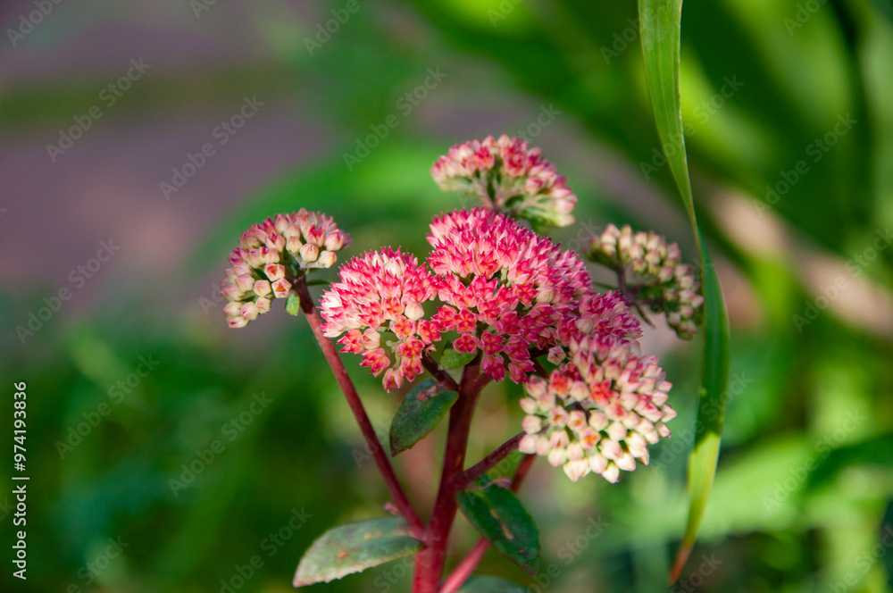 Fototapeta premium Pink orpine flower flowering in nature outdoor. Livelong orpine flower in nature. Harping Johnny