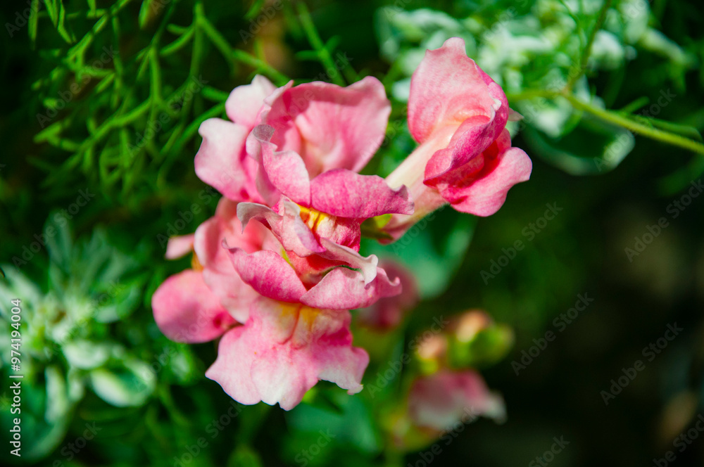 Snapdragon pink flower flowering full bloom in summer garden nature outdoor Snapdragon pink flower flowering full bloom in summer garden nature outdoor