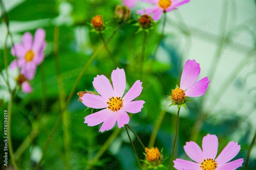 Cosmea flower in the summer nature garden outdoor. Beauty of nature. Flowering cosmea flower. Closeup Cosmea flower in the summer nature garden outdoor. Beauty of nature. Flowering cosmea flower. Closeup