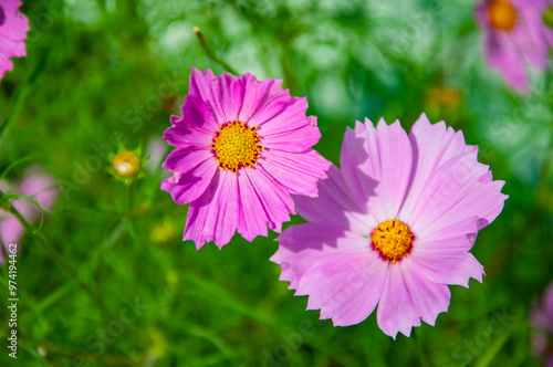 Cosmea flower in the summer nature garden outdoor. Beauty of nature. Flowering cosmea flower. Garden cosmos