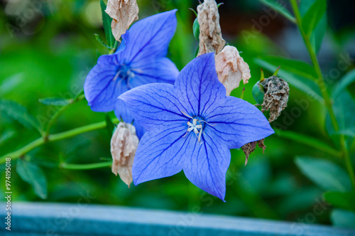 Platycodon blue flower outdoor. Chinese bellflower or balloon flower in garden. Flowering nature photo