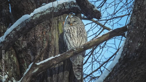 An owl (strix uralensis) rests high in a tree, warming itself with the rays of the winter sun.