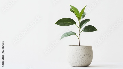 A green plant in a minimalist pot on a white background,