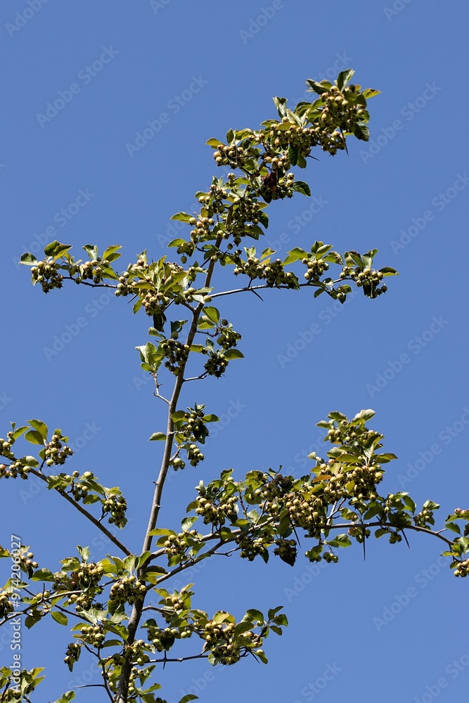 Small Apples on a Japanese Apple Tree
