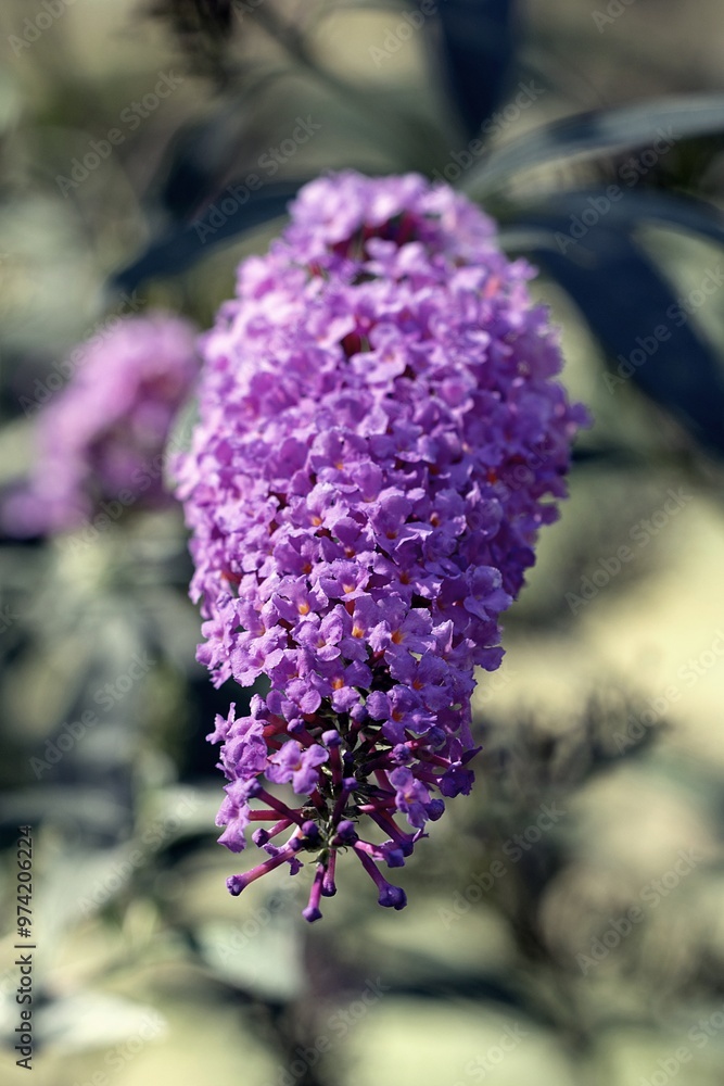 Summer Lilac Bloom. Butterfly Bush. Buddleja Davidii. Buddleia Davidii