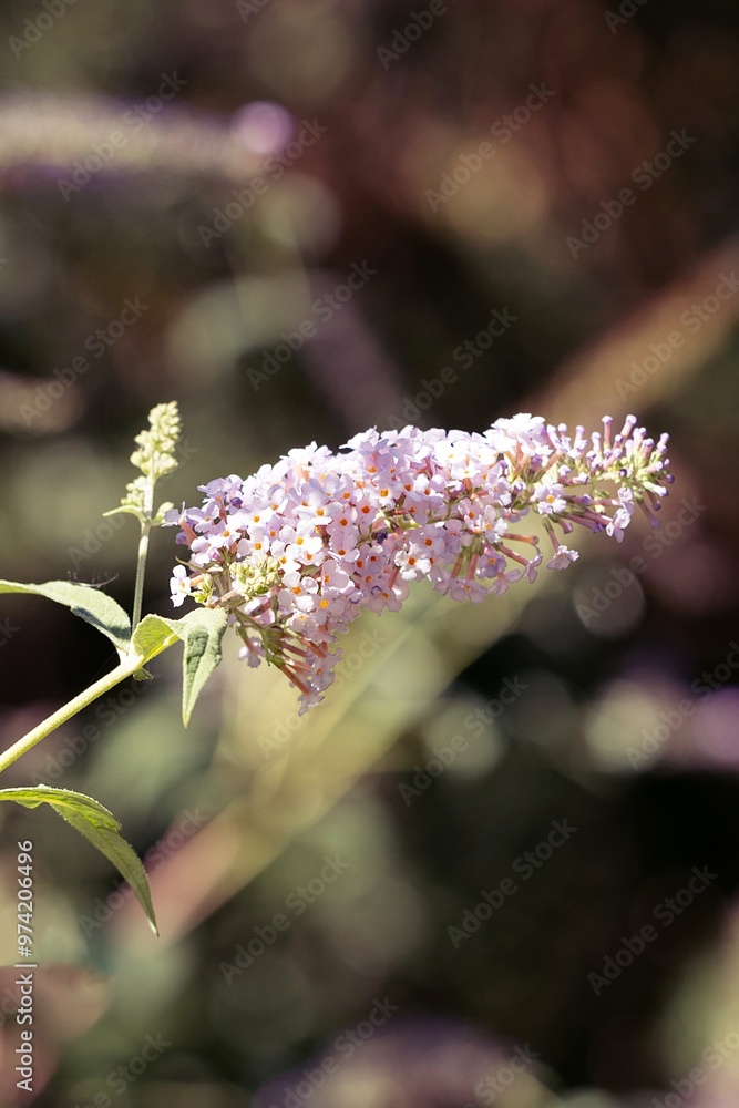 Summer Lilac Bloom. Butterfly Bush. Buddleja Davidii. Buddleia Davidii