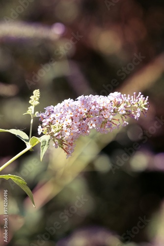 Obraz na płótnie Summer Lilac Bloom. Butterfly Bush. Buddleja Davidii. Buddleia Davidii w salonie