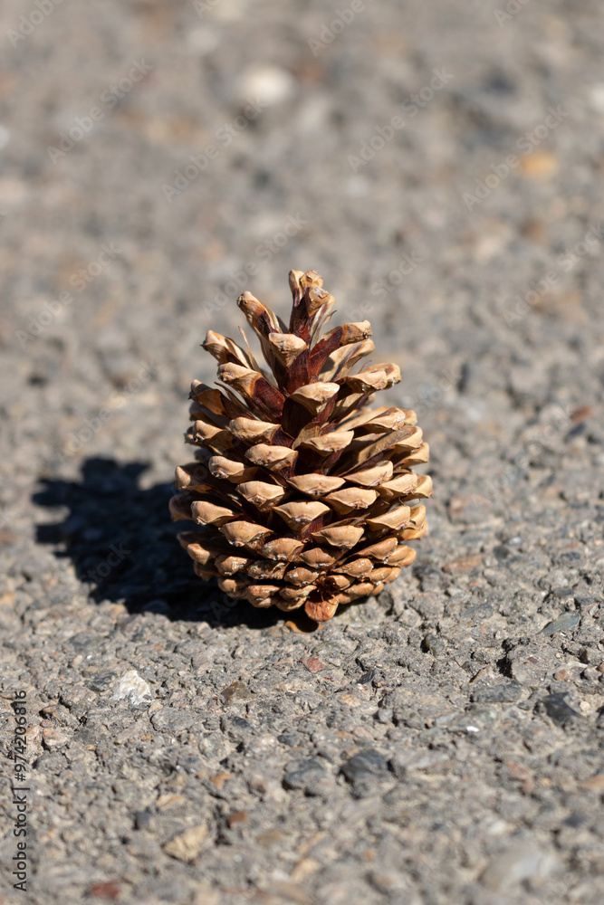 Pine Cone on the Road
