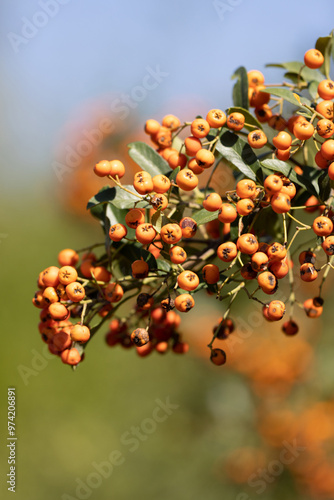 Obraz na płótnie Tree of Orange Seabuckthorn with Ripe Berries on the Branches w salonie
