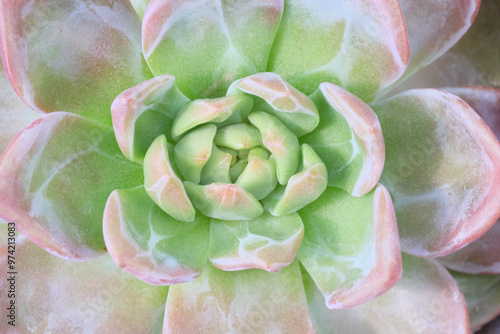 close up of echeveria succulent plant, top view