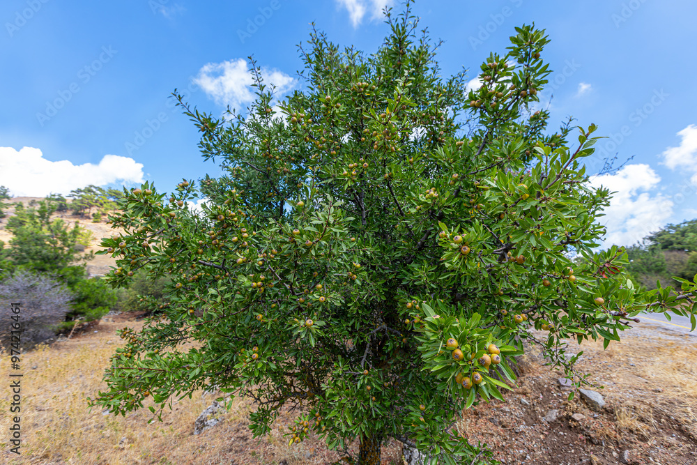 Wild Pear (Pyrus elaeagrifolia L.) tree. The wild pear plant is a wild pear that grows spontaneously in nature. It is also known as wild pear in society.