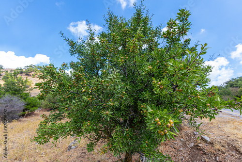 Wild Pear (Pyrus elaeagrifolia L.) tree. The wild pear plant is a wild pear that grows spontaneously in nature. It is also known as wild pear in society. photo