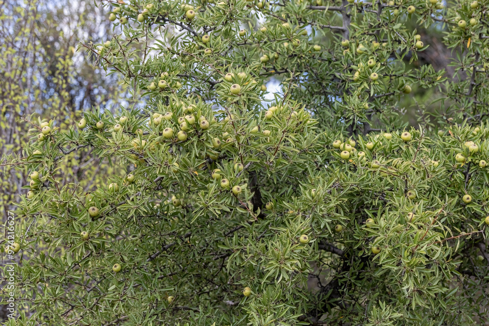 Wild Pear (Pyrus elaeagrifolia L.) tree. The wild pear plant is a wild pear that grows spontaneously in nature. It is also known as wild pear in society.