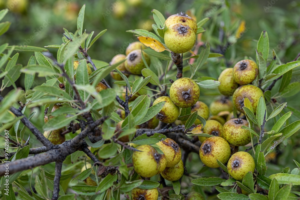 Wild Pear (Pyrus elaeagrifolia L.) tree. The wild pear plant is a wild pear that grows spontaneously in nature. It is also known as wild pear in society.