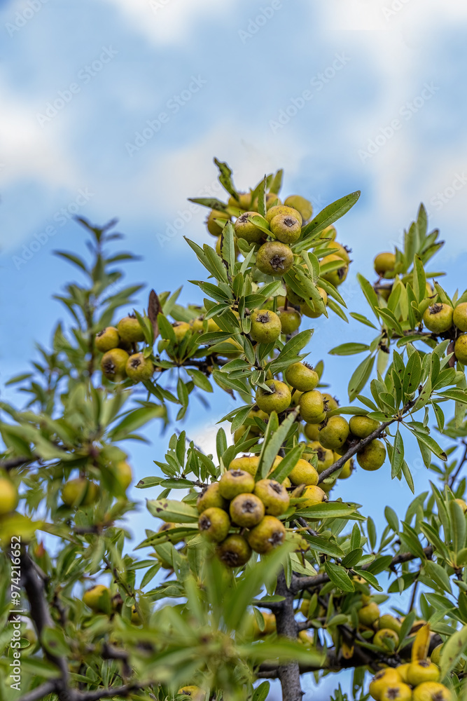 Wild Pear (Pyrus elaeagrifolia L.) tree. The wild pear plant is a wild pear that grows spontaneously in nature. It is also known as wild pear in society.